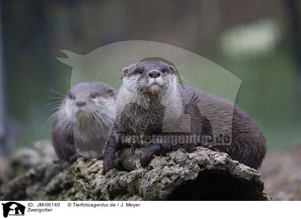 Zwergotter / Asian small-clawed otter / JM-06140