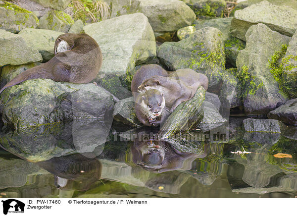 Zwergotter / Asian small-clawed otter / PW-17460
