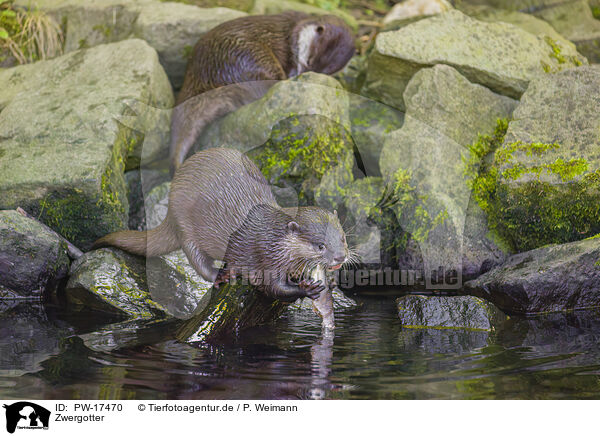 Zwergotter / Asian small-clawed otter / PW-17470