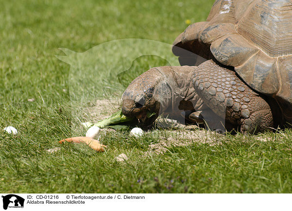 Aldabra Riesenschildkrte / Aldabra giant tortoise / CD-01216