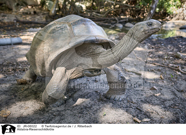 Aldabra-Riesenschildkrte / Aldabra giant tortoise / JR-06022