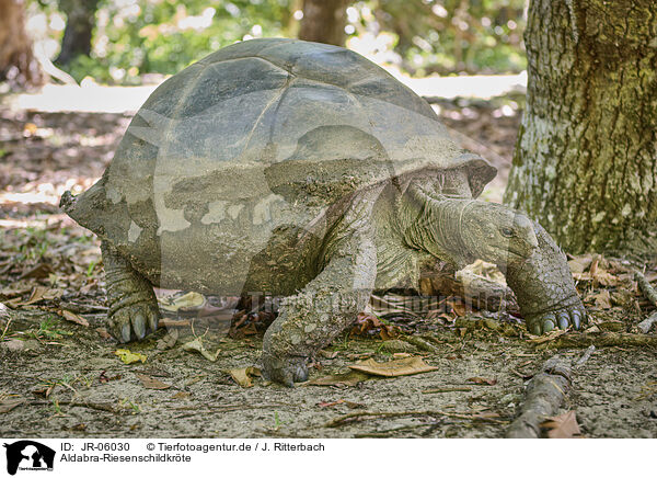 Aldabra-Riesenschildkrte / Aldabra giant tortoise / JR-06030