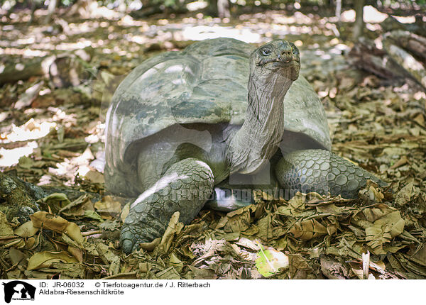 Aldabra-Riesenschildkrte / Aldabra giant tortoise / JR-06032