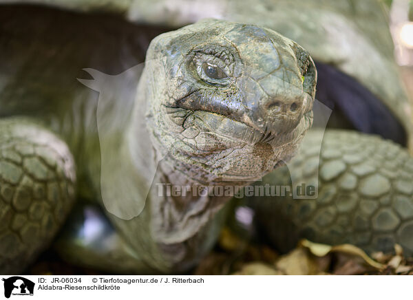 Aldabra-Riesenschildkrte / Aldabra giant tortoise / JR-06034