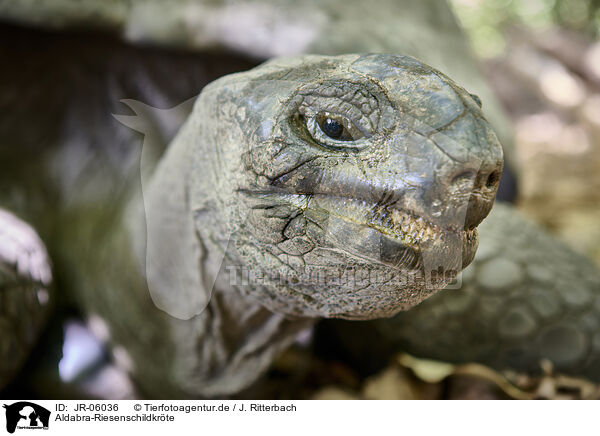 Aldabra-Riesenschildkrte / Aldabra giant tortoise / JR-06036