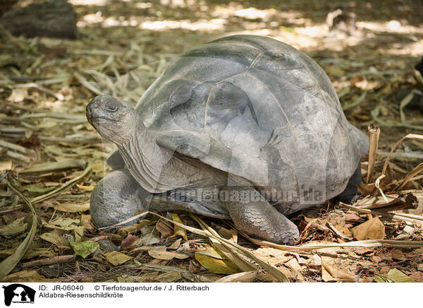 Aldabra-Riesenschildkrte / Aldabra giant tortoise / JR-06040