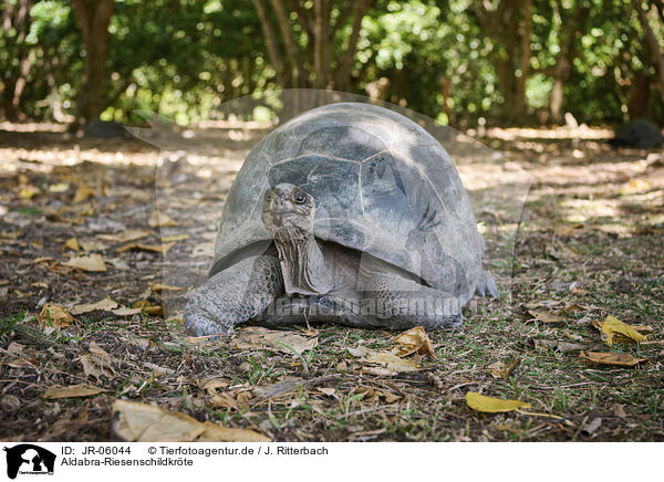 Aldabra-Riesenschildkrte / Aldabra giant tortoise / JR-06044
