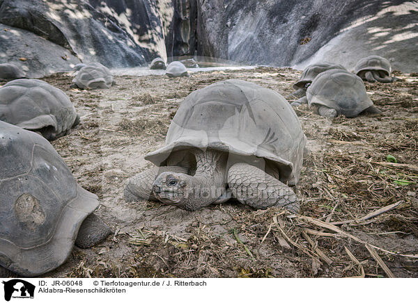 Aldabra-Riesenschildkrten / Aldabra giant tortoises / JR-06048