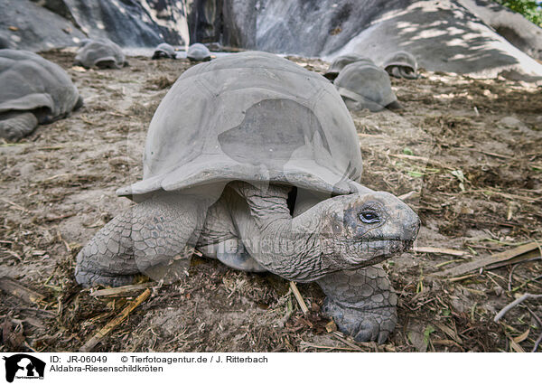 Aldabra-Riesenschildkrten / Aldabra giant tortoises / JR-06049