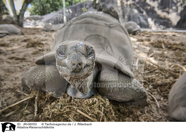 Aldabra-Riesenschildkrte / Aldabra giant tortoise / JR-06052