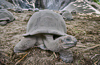 Aldabra-Riesenschildkrten