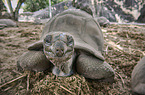 Aldabra-Riesenschildkrte