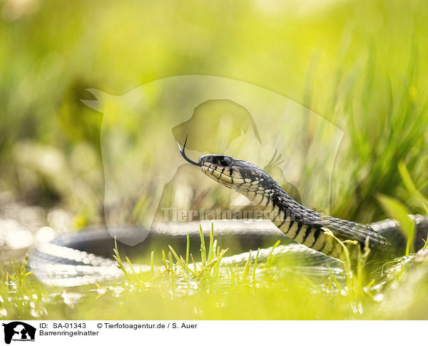 Barrenringelnatter / grass snake / SA-01343