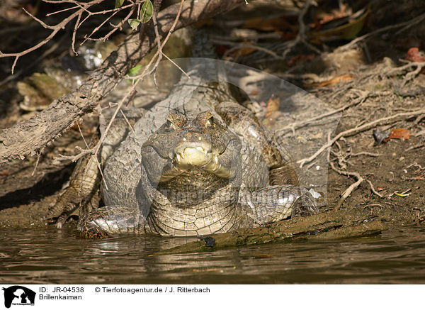 Brillenkaiman / Brown Caiman / JR-04538