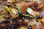 Feuersalamander