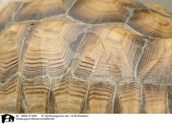Galpagos-Riesenschildkrte / galpagos giant tortoise / DMS-07486