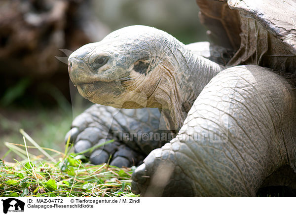 Galapagos-Riesenschildkrte / galapagos giant tortoise / MAZ-04772