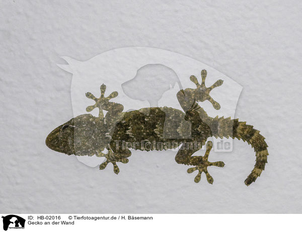 Gecko an der Wand / HB-02016