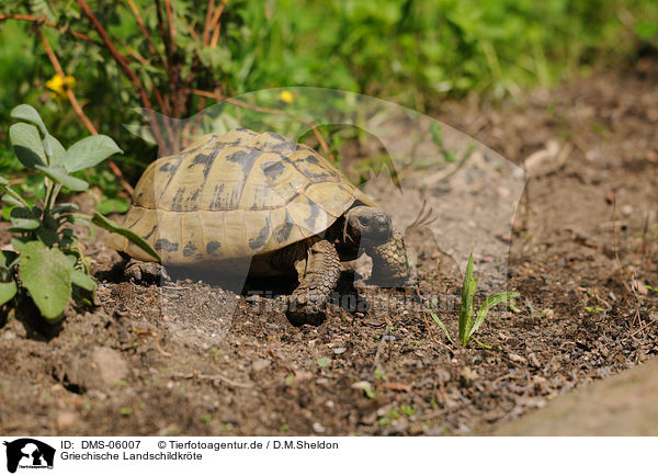Griechische Landschildkrte / Hermanns tortoise / DMS-06007