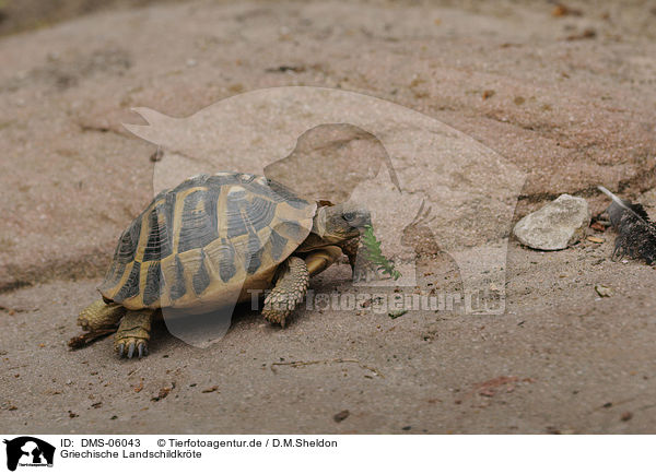 Griechische Landschildkrte / Hermanns tortoise / DMS-06043