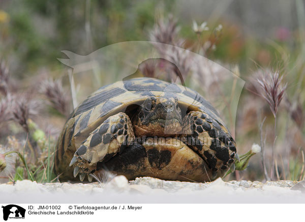 Griechische Landschildkrte / Hermann's tortoise / JM-01002