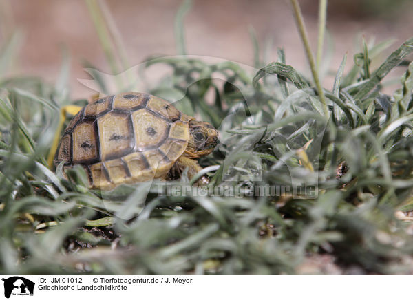 Griechische Landschildkrte / Hermann's tortoise / JM-01012