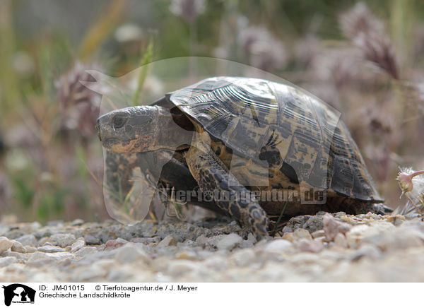 Griechische Landschildkrte / Hermann's tortoise / JM-01015