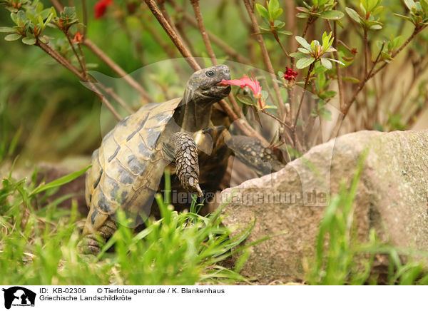 Griechische Landschildkrte / Hermann's tortoise / KB-02306