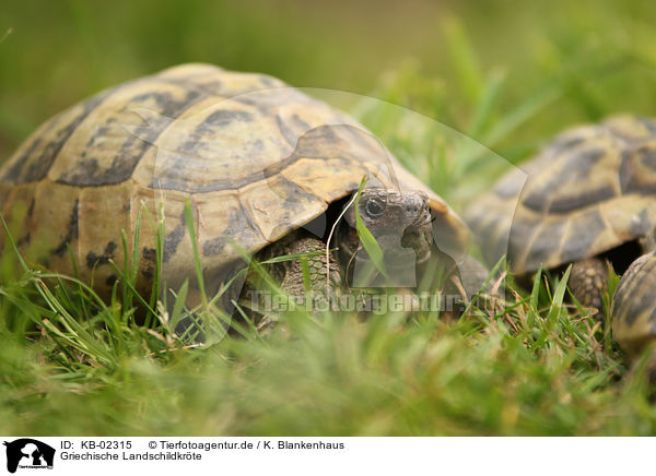Griechische Landschildkrte / Hermann's tortoise / KB-02315