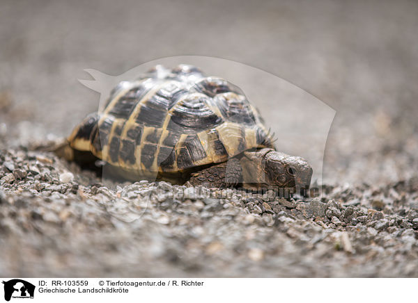 Griechische Landschildkrte / Greek tortoise / RR-103559