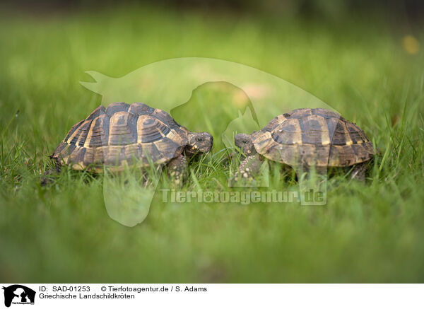 Griechische Landschildkrten / Hermann's tortoise / SAD-01253