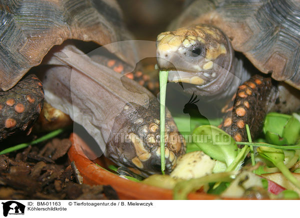 Khlerschildkrte / turtle / BM-01163