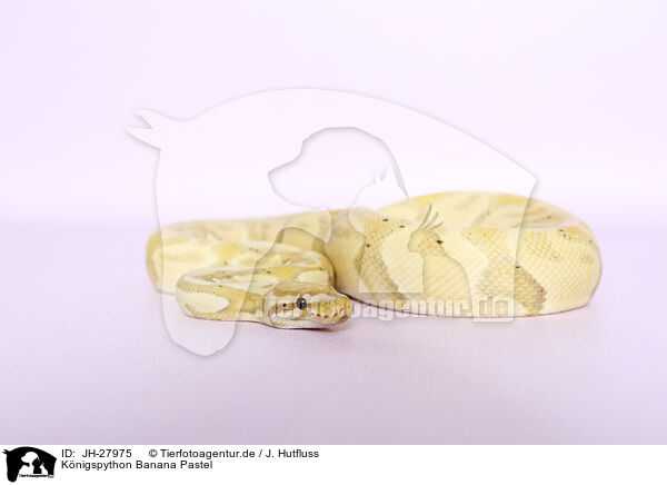 Knigspython Banana Pastel / JH-27975