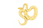 Knigspython Banana Pastel
