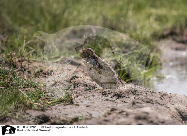 Krokodile frisst Seewolf / Crocodile eats catfish / IG-01261