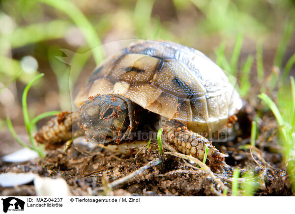 Landschildkrte / tortoise / MAZ-04237