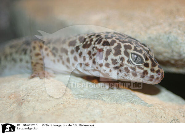 Leopardgecko / BM-01215