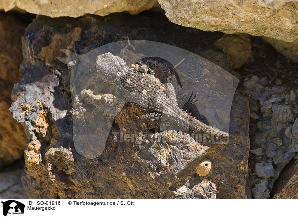 Mauergecko / wall gecko / SO-01916