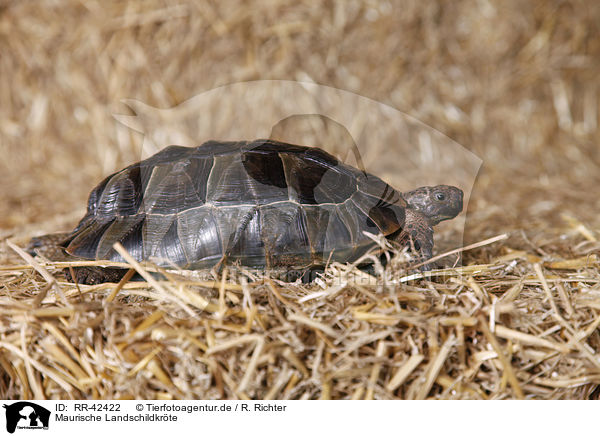 Maurische Landschildkrte / spur-thighed tortoise / RR-42422