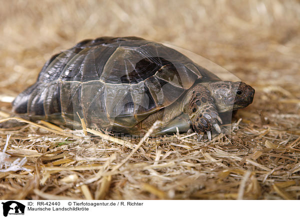 Maurische Landschildkrte / spur-thighed tortoise / RR-42440