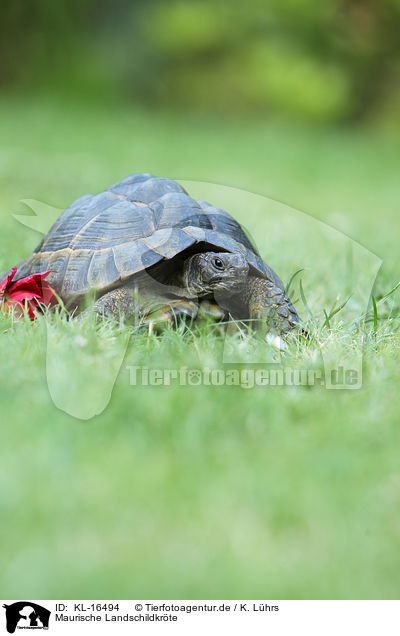 Maurische Landschildkrte / spur-thighed tortoise / KL-16494