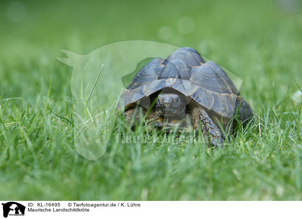 Maurische Landschildkrte / spur-thighed tortoise / KL-16495