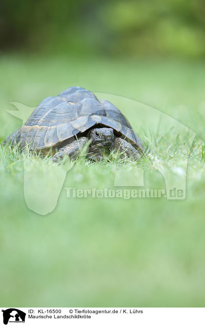 Maurische Landschildkrte / spur-thighed tortoise / KL-16500
