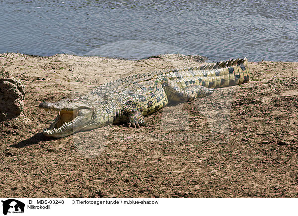 Nilkrokodil / Nile crocodile / MBS-03248