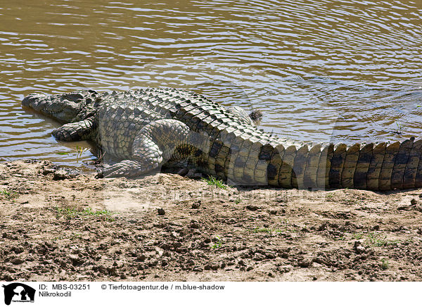 Nilkrokodil / Nile crocodile / MBS-03251