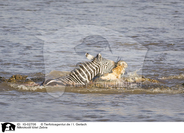 Nilkrokodil ttet Zebra / Nile Crocodile kills Zebra / IG-02706