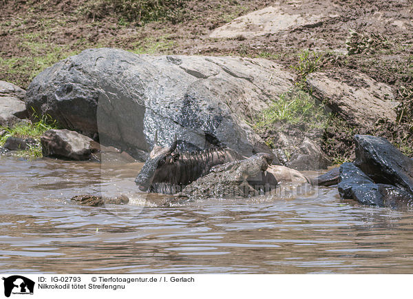 Nilkrokodil ttet Streifengnu / Nile Crocodile kills Blue Wildebeest / IG-02793