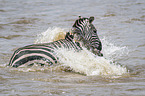 Nilkrokodil ttet Zebra