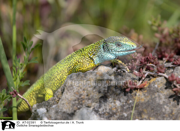stliche Smaragdeidechse / European green lizard / AT-02391