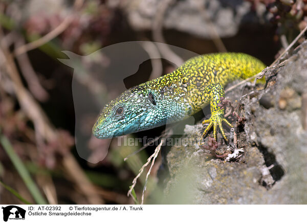 stliche Smaragdeidechse / European green lizard / AT-02392